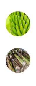 Vybrana sustainable fibre