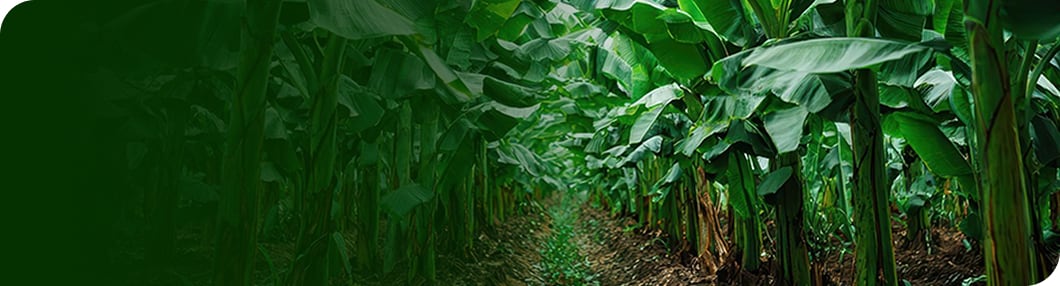 Vybrana banana fibre production